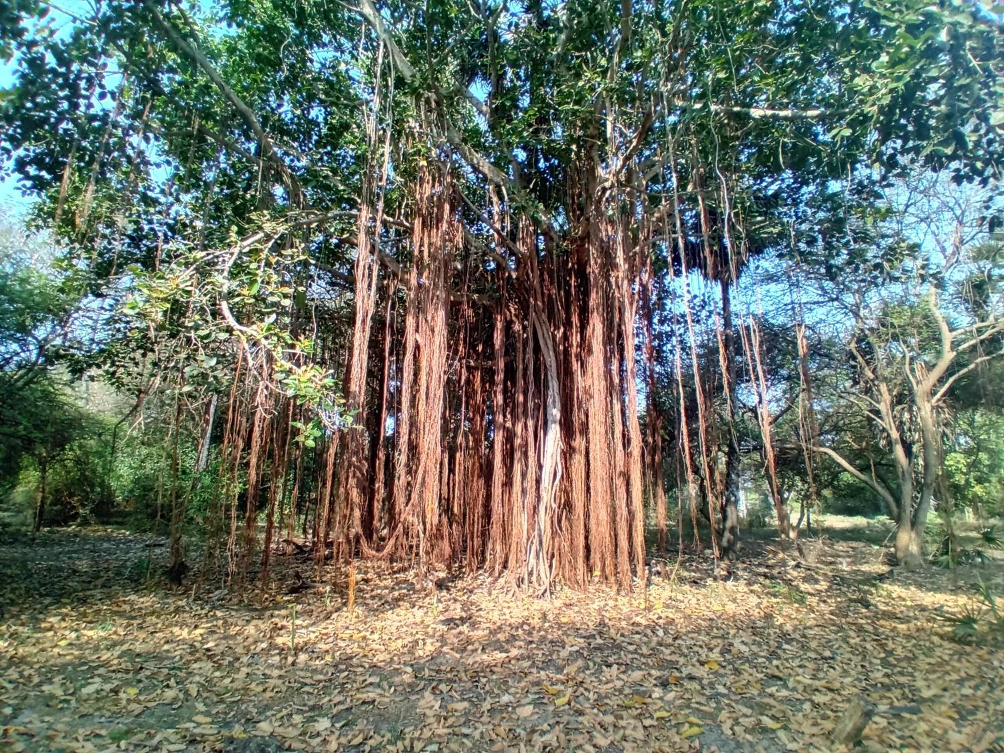 Enoch Guest House Mannar Esterno foto
